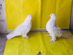 Beautifull pigeons