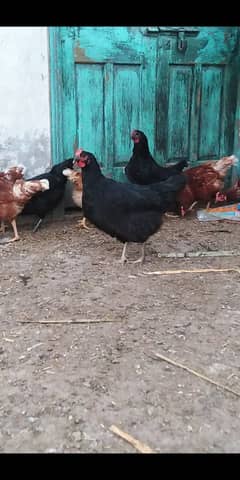 Lohman brown hen available for selling