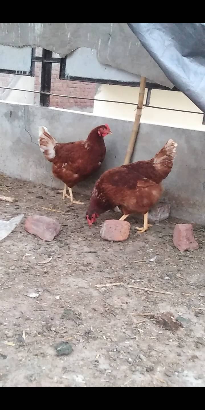 Lohman brown hen available for selling 1