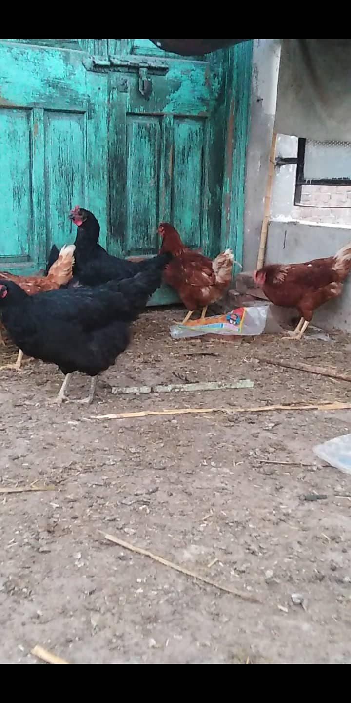 Lohman brown hen available for selling 2