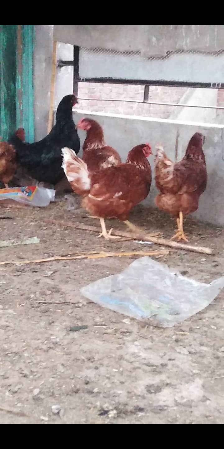 Lohman brown hen available for selling 3