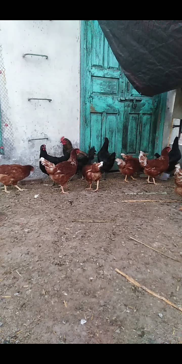 Lohman brown hen available for selling 4