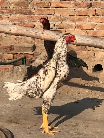 Shamo king size German breed