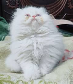 persian cat baby triple coat  blue eyes kitten