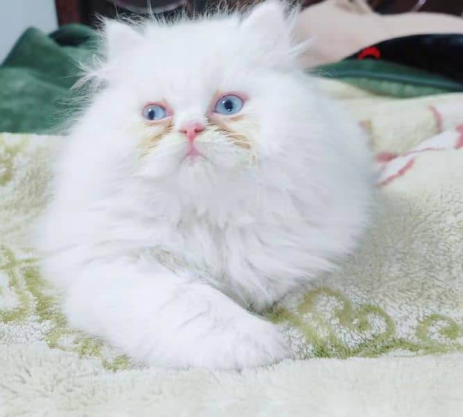 persian cat baby triple coat  blue eyes kitten 1