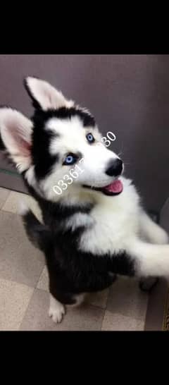 Husky