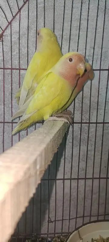 home breed pair — photo 3