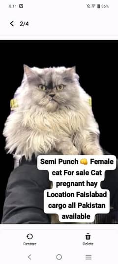 pershian Female  pregnant cat for sale whatsup nbr 03084970434