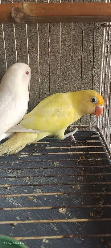 home breed pair