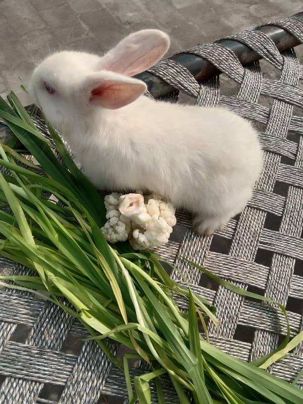 Angora male hand tamed friendly 03224186572 2