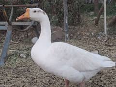 bari duck