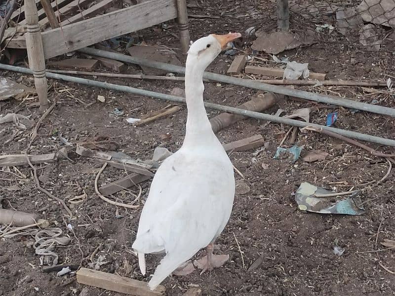 bari duck 2