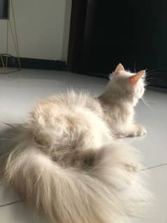 persian cat for sale