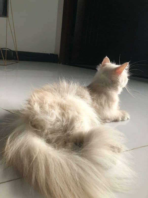 persian cat for sale 0