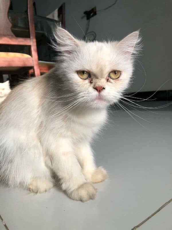 persian cat for sale 1