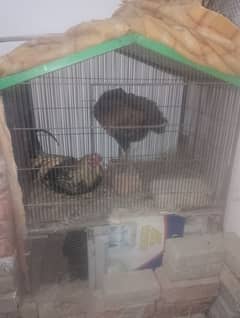 hen cage and parrots cage