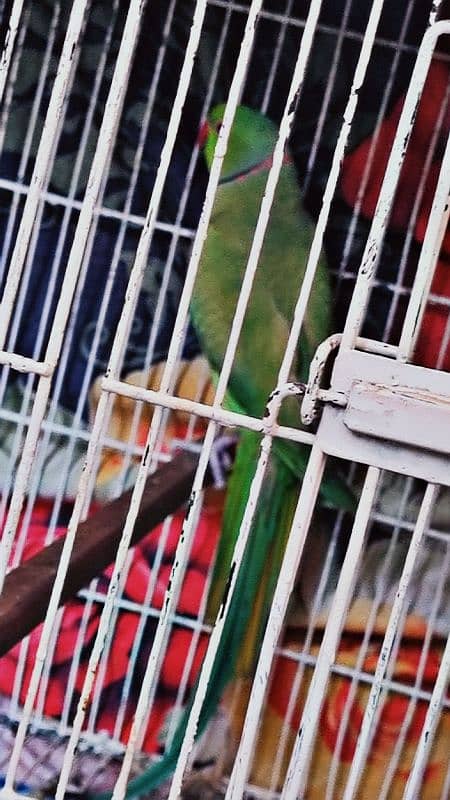 Parrot for sale 0