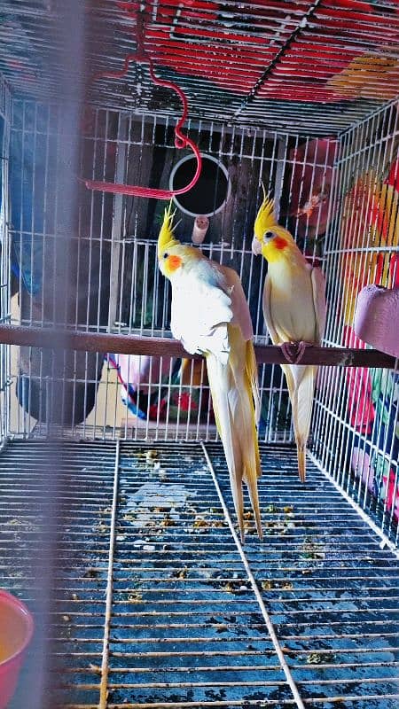 Parrot for sale 1