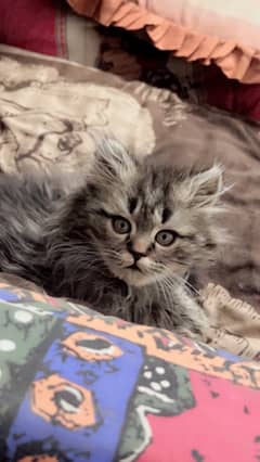 Persian Kitten