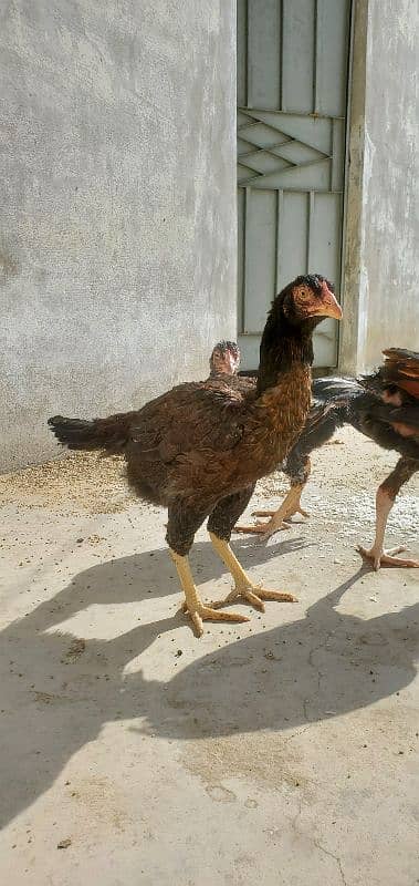 Aseel Hen Male/Female 0