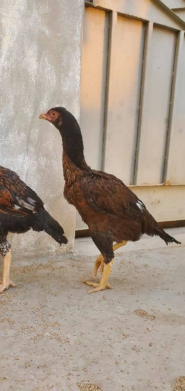 Aseel Hen Male/Female 1