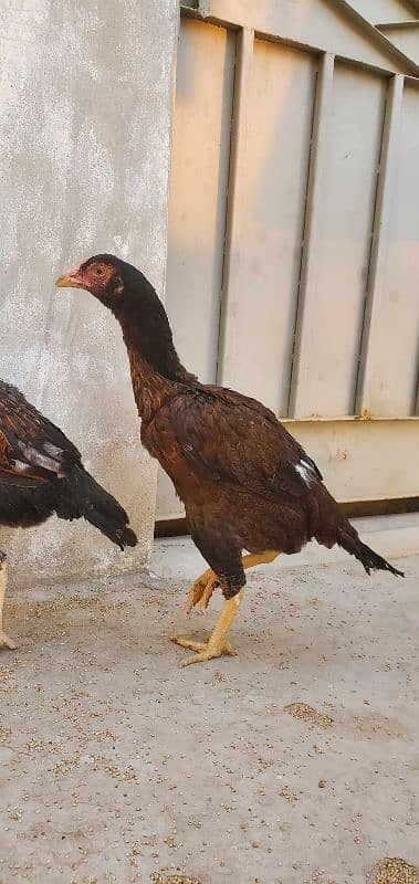 Aseel Hen Male/Female 2