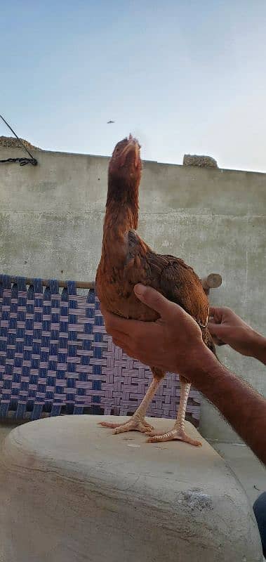 Aseel Hen Male/Female 6