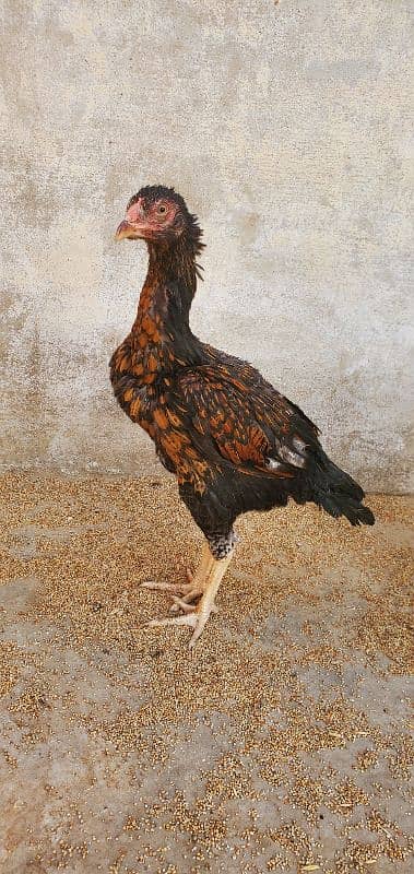 Aseel Hen Male/Female 8