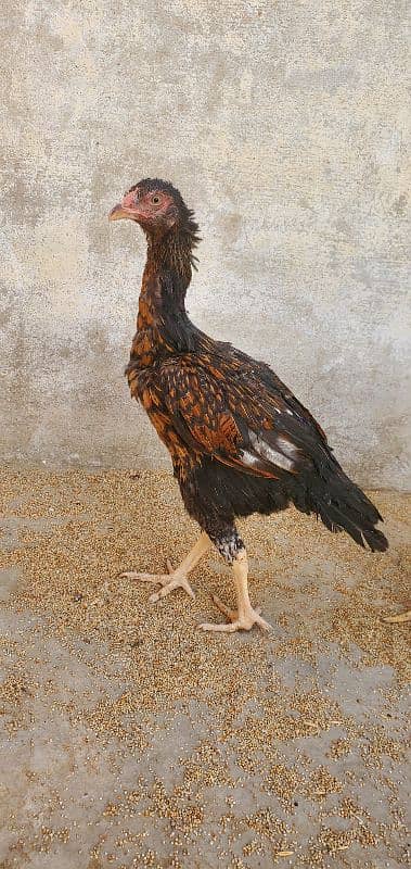 Aseel Hen Male/Female 9