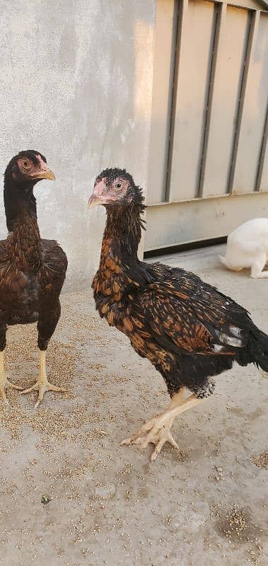 Aseel Hen Male/Female 10