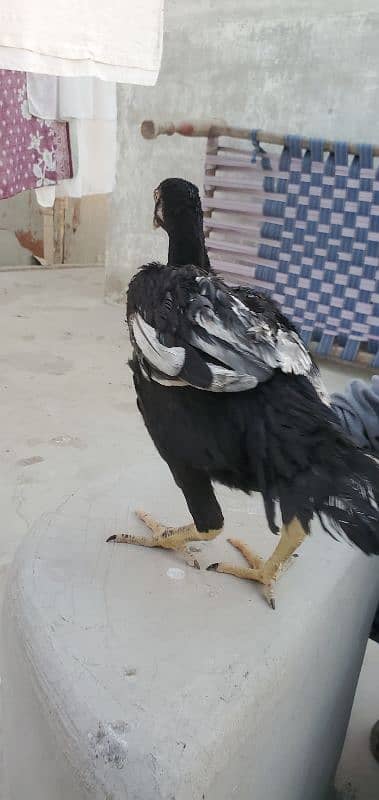 Aseel Hen Male/Female 11