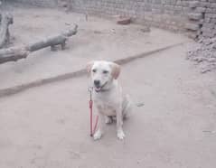 Labrador fawn color