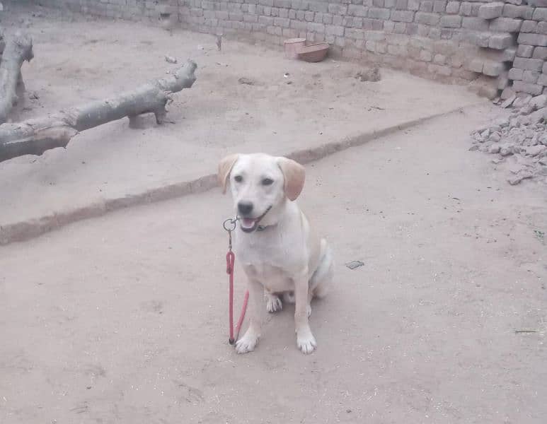 Labrador fawn color 0