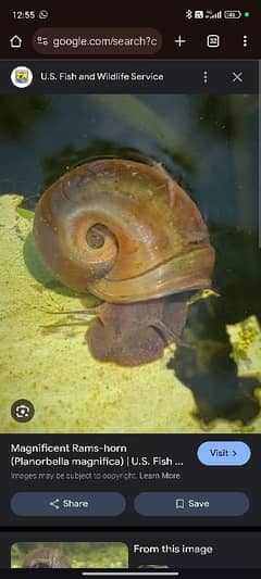 Ramshorn snail/aquarium snail available