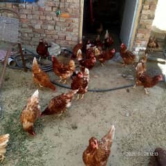 health and active golden mesri hen for sale egg laying