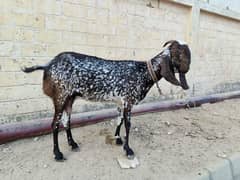 Makhi Cheeni Goat