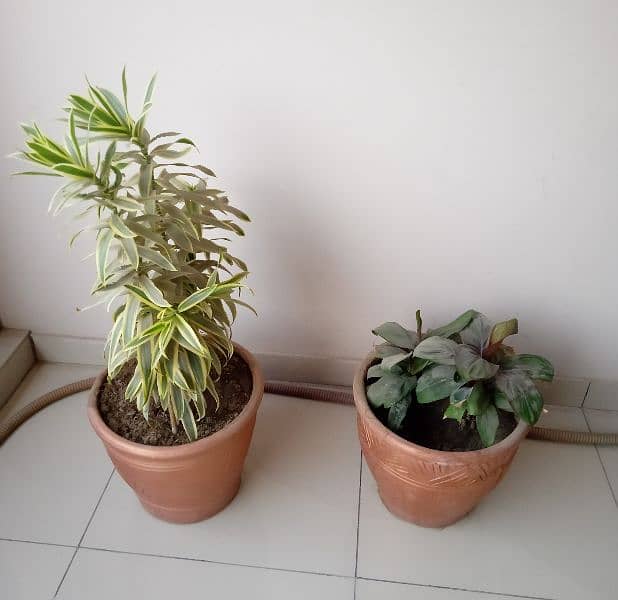 plants 2