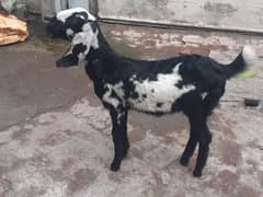 path | bakri for sale