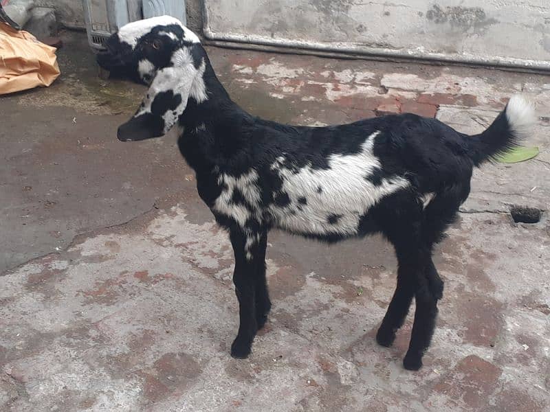 path | bakri for sale 0