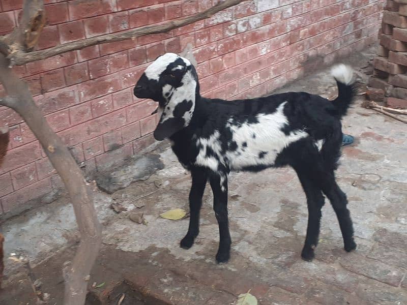 path | bakri for sale 1