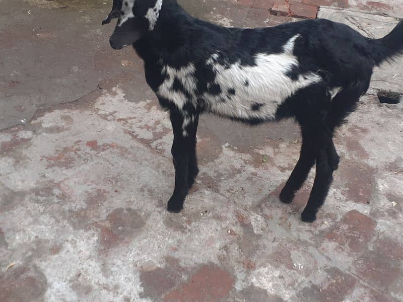 path | bakri for sale 2