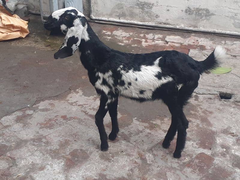 path | bakri for sale 3