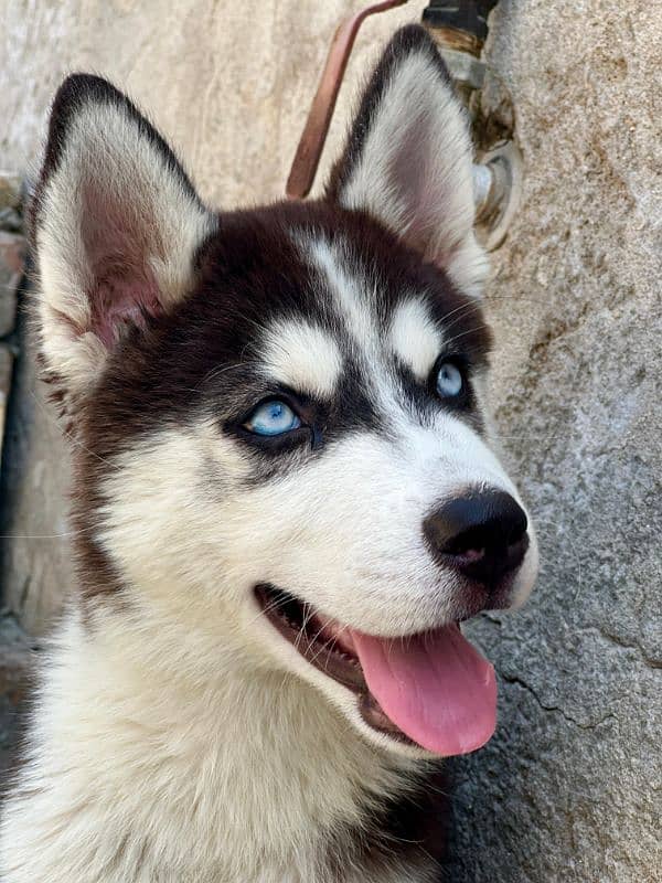 Siberian husky 1