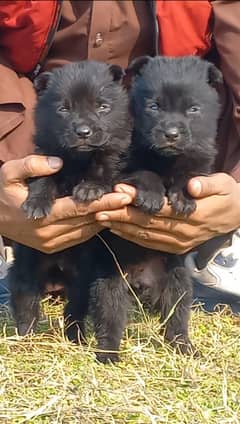 Black German Shepherd Pair For Sale