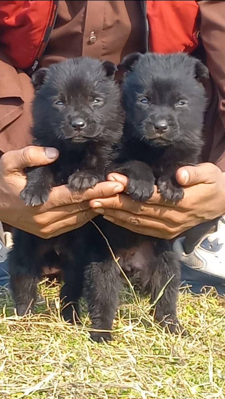 Black German Shepherd Pair For Sale 0