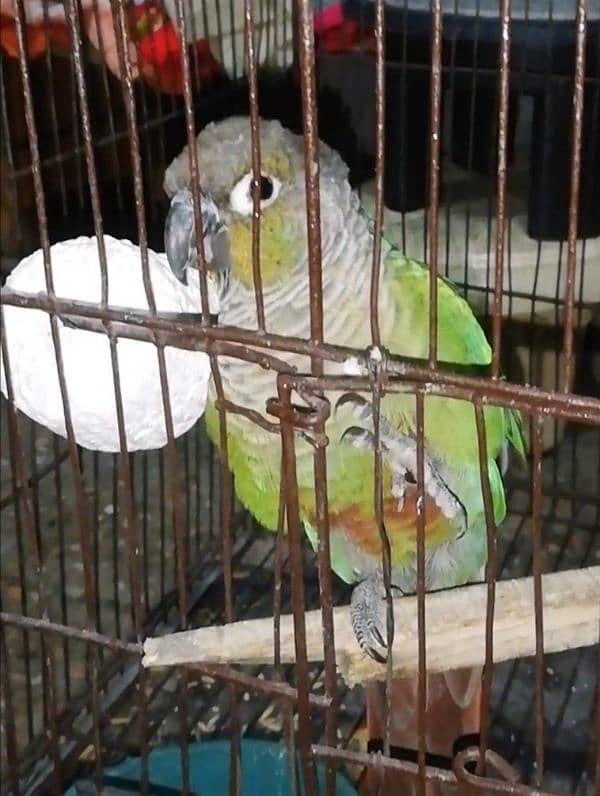 Green Cheeked Conure Male 6