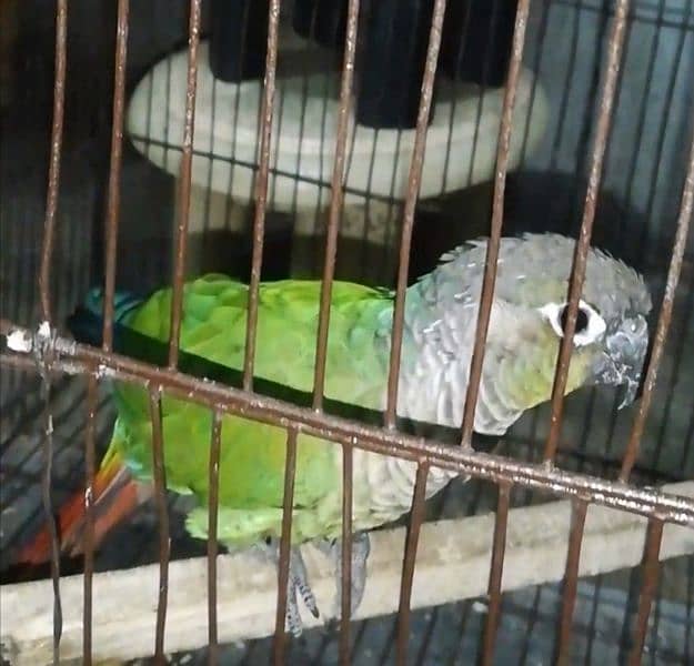 Green Cheeked Conure Male 3