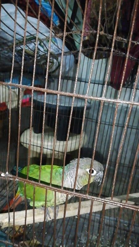 Green Cheeked Conure Male 5