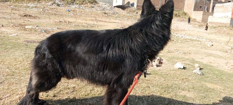 Royal Black German shepherd Male only WhatsApp number 03468556940 0