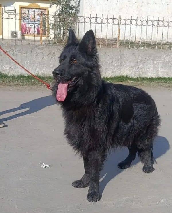 Royal Black German shepherd Male only WhatsApp number 03468556940 2